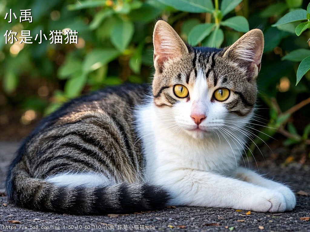 小禹你是小猫猫搞笑图片