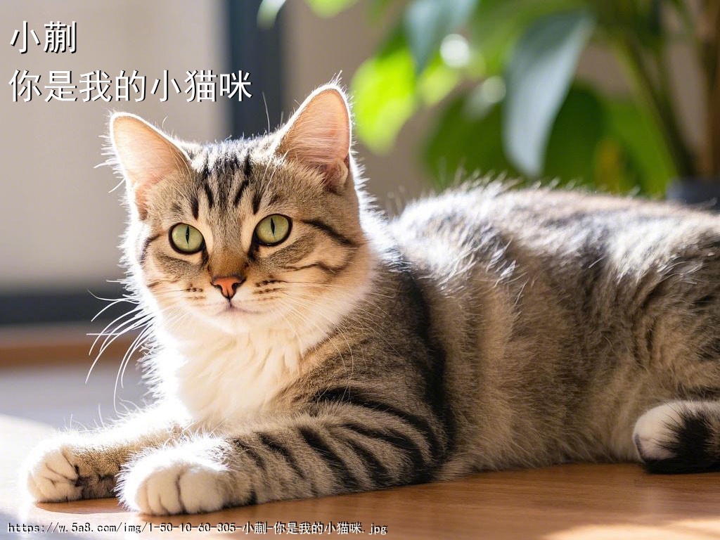 小蒯你是我的小猫咪搞笑图片