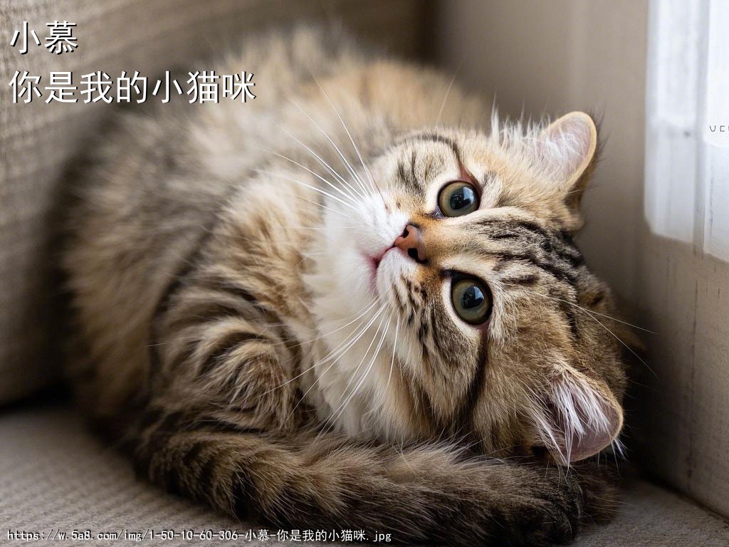 小慕你是我的小猫咪搞笑图片