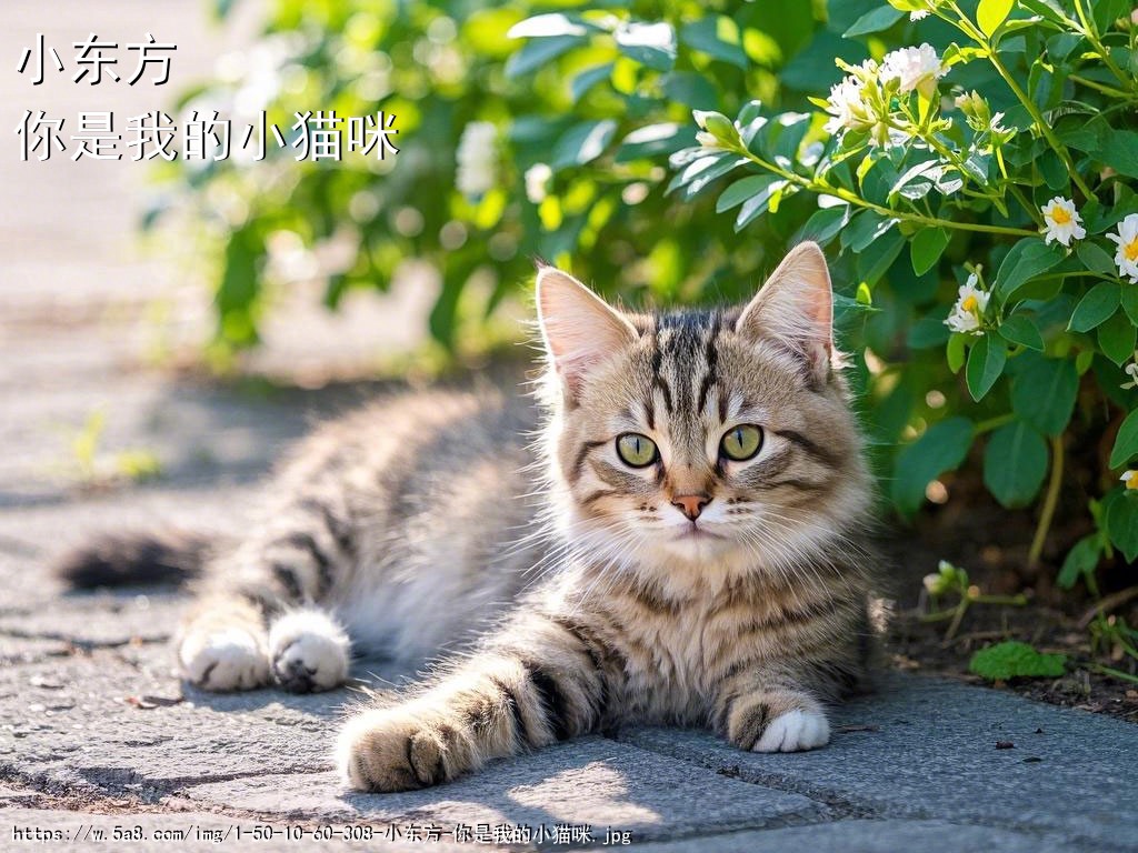 小东方你是我的小猫咪搞笑图片