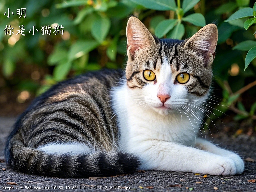 小明你是小猫猫搞笑图片