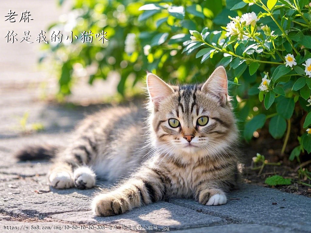 老麻你是我的小猫咪搞笑图片