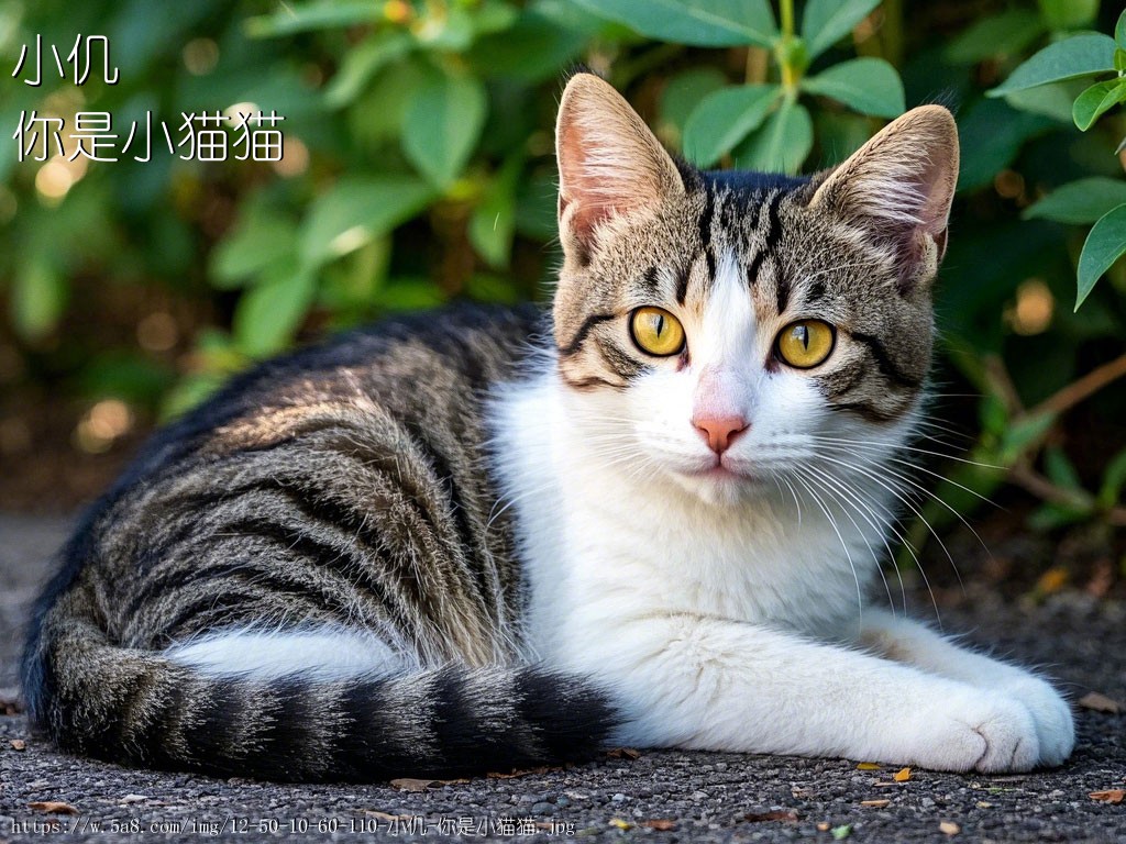 小仉你是小猫猫搞笑图片