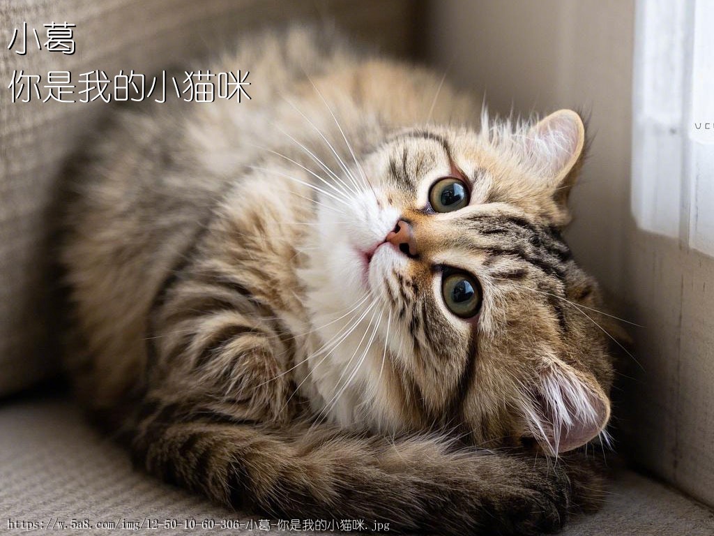 小葛你是我的小猫咪搞笑图片