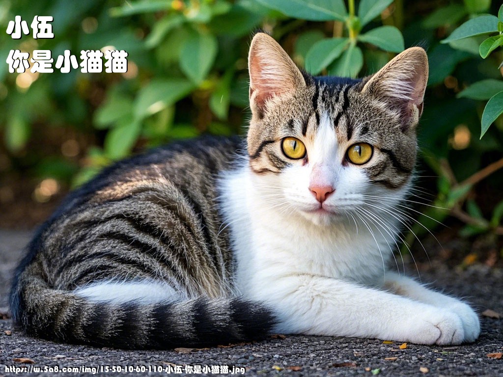 小伍你是小猫猫搞笑图片