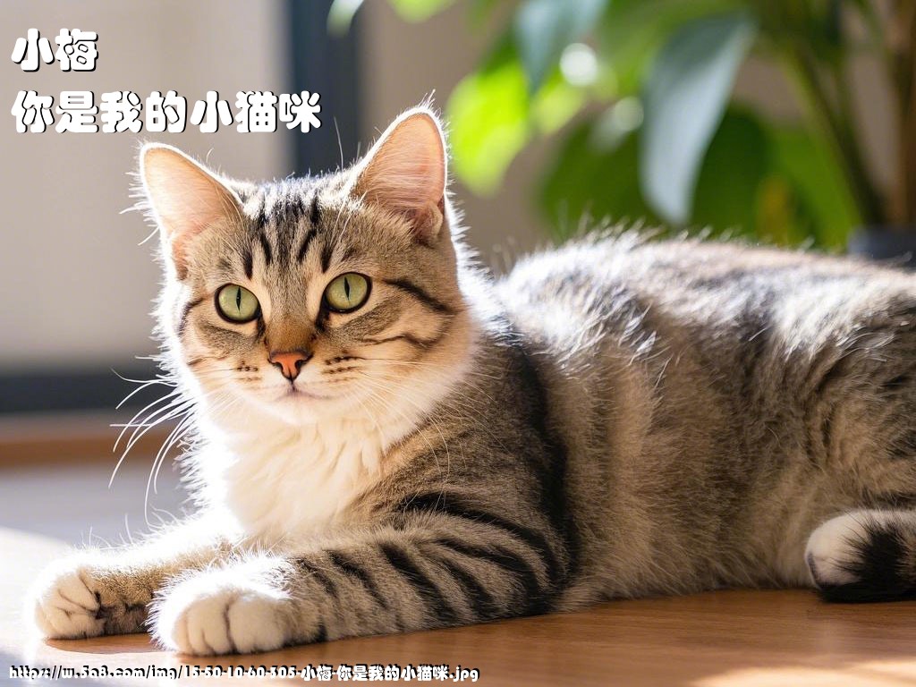 小梅你是我的小猫咪搞笑图片