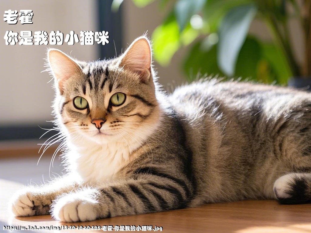 老霍你是我的小猫咪搞笑图片