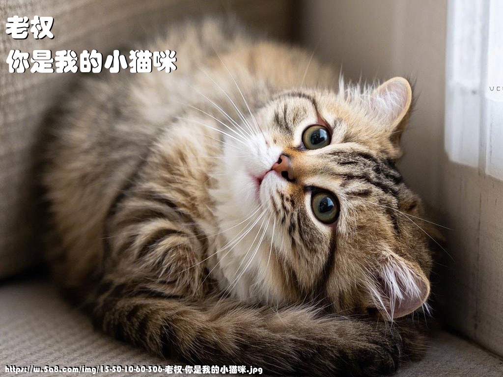 老权你是我的小猫咪搞笑图片