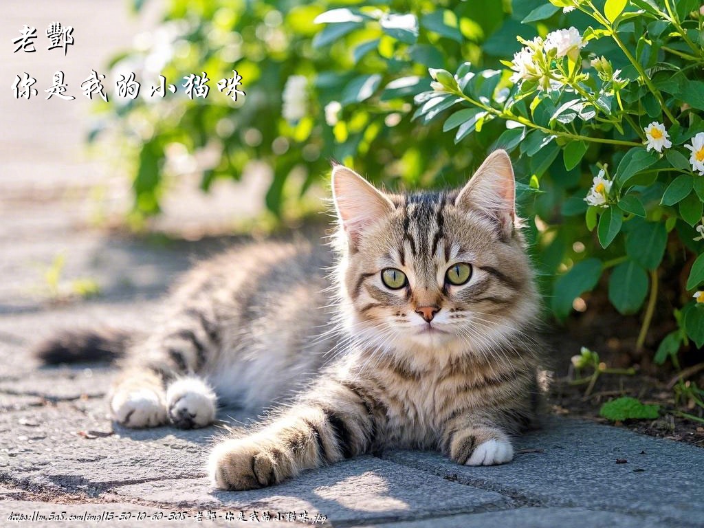 老酆你是我的小猫咪搞笑图片