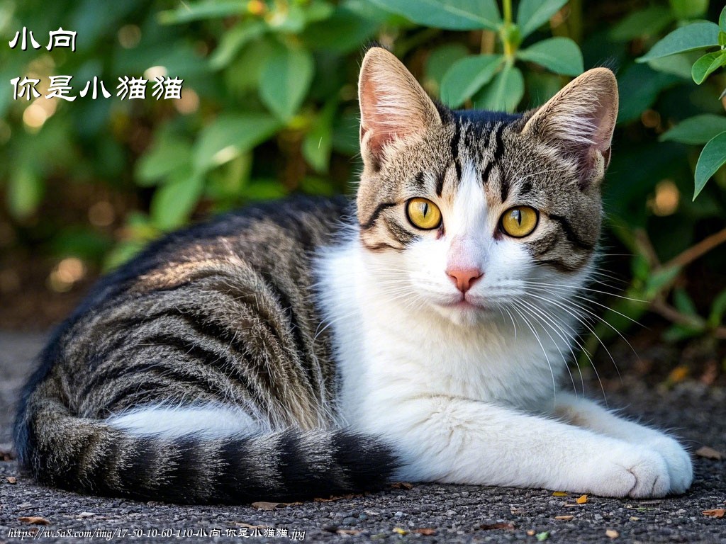 小向你是小猫猫搞笑图片