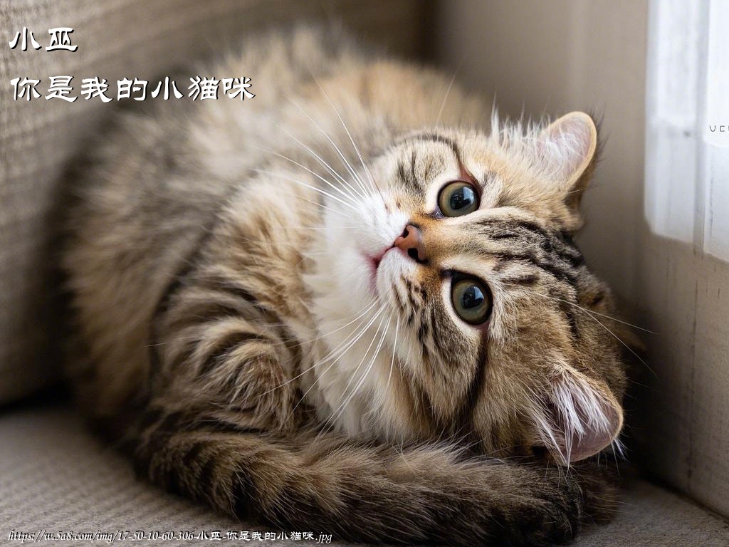 小巫你是我的小猫咪搞笑图片