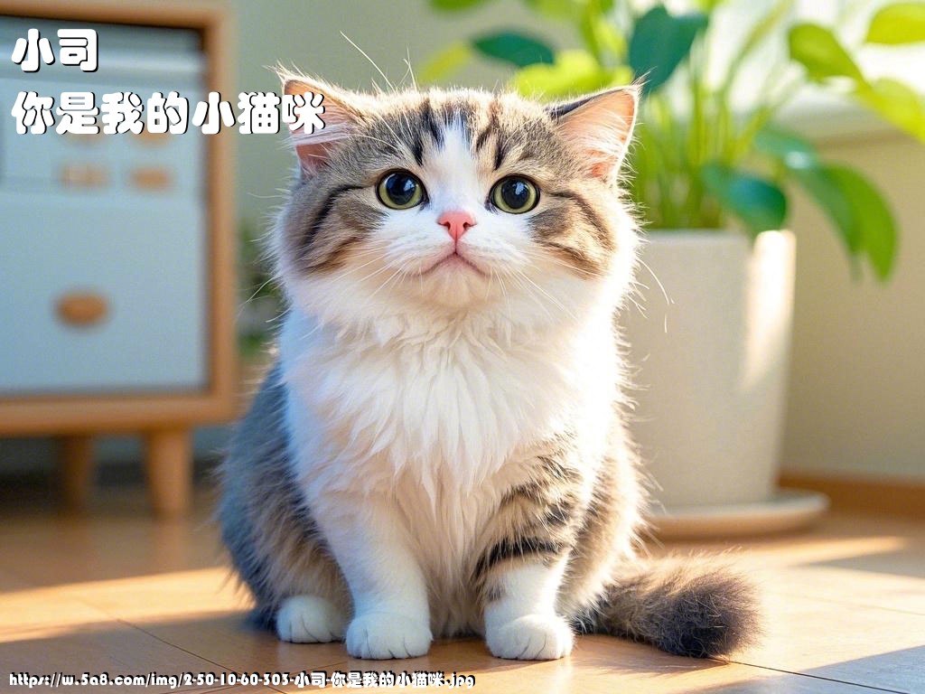 小司你是我的小猫咪搞笑图片