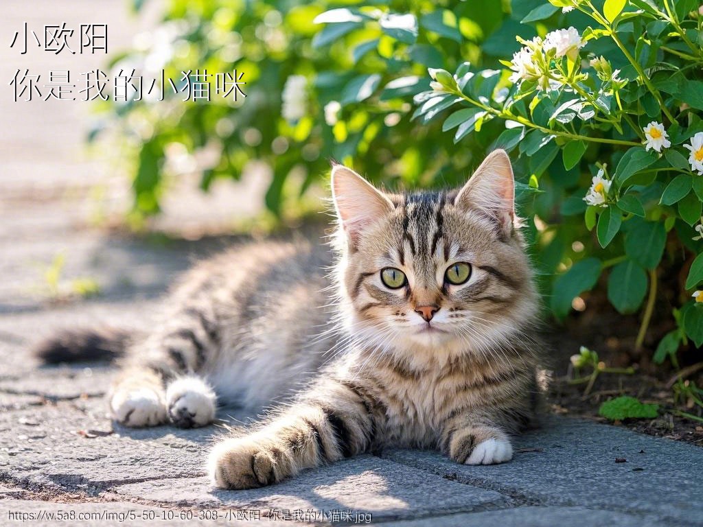 小欧阳你是我的小猫咪搞笑图片