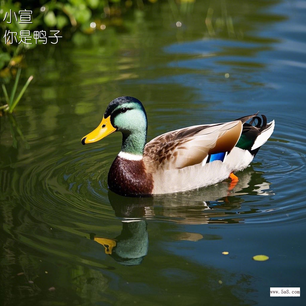 你是鸭子小宣搞笑图片